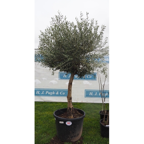 465 - Specimen Olive tree 7ft - 1