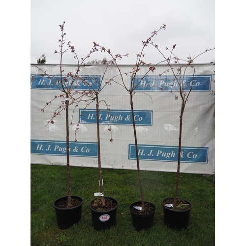 466 - Prunus trees 6ft - 4