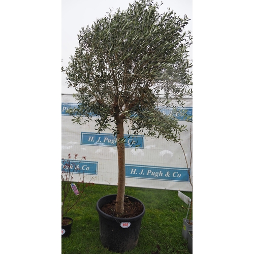 468 - Standard Olive tree 8ft - 1