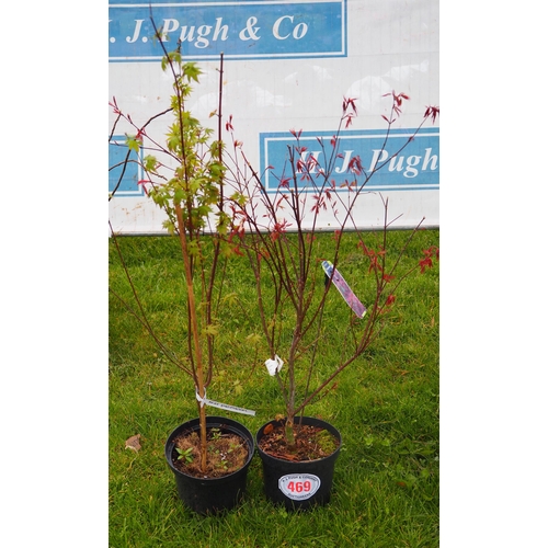 469 - Acer Palmatum 3ft - 2