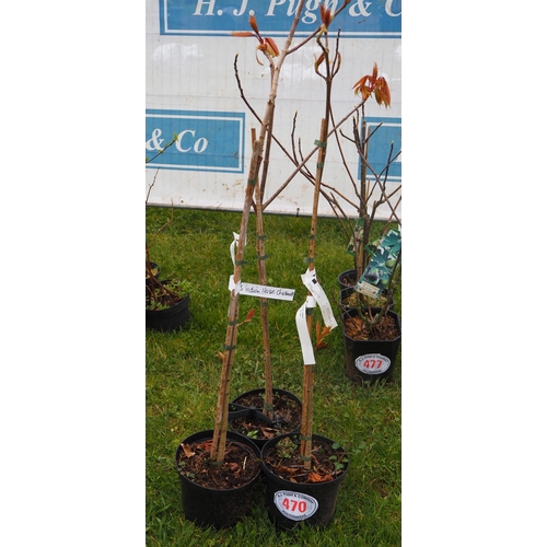 470 - Indian Horse Chestnut 3ft - 3