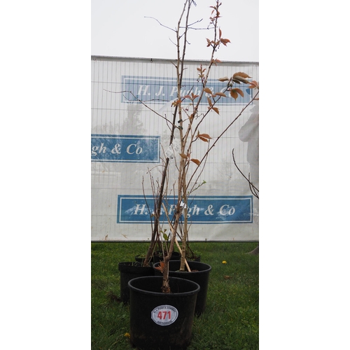 471 - Prunus 6ft - 3