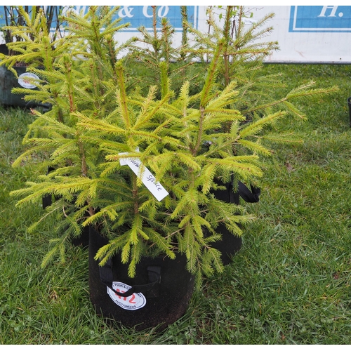 472 - Norway Spruce - 3