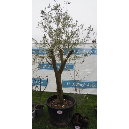 481 - Specimen Olive tree 6ft - 1