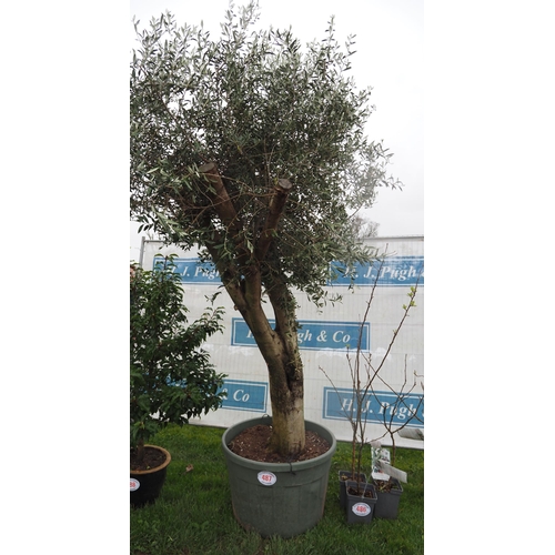 487 - Specimen Olive tree 8ft - 1