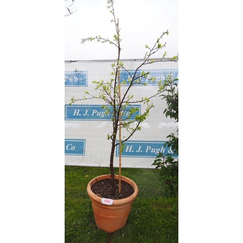 489 - Damson tree 7ft - 1