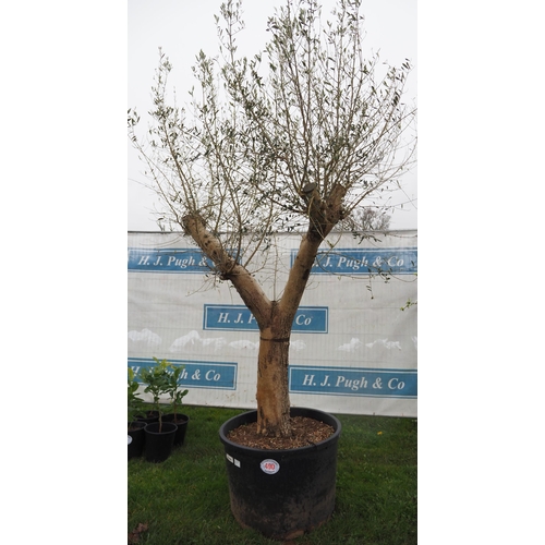 490 - Specimen Olive tree 8ft - 1