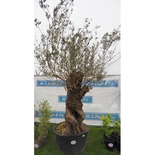 495 - Ancient Olive tree 8ft - 1