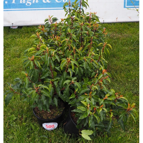 500 - Prunus Lusitanica - 9