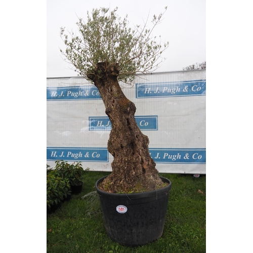 501 - Specimen Olive tree 8ft - 1