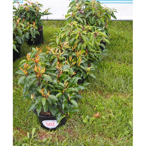 502 - Prunus Lusitanica - 5