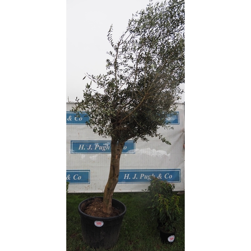 505 - Standard Olive tree 8ft - 1