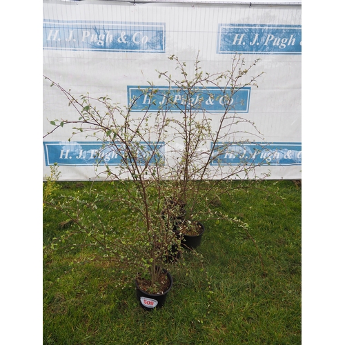 509 - Ligustrum - 5