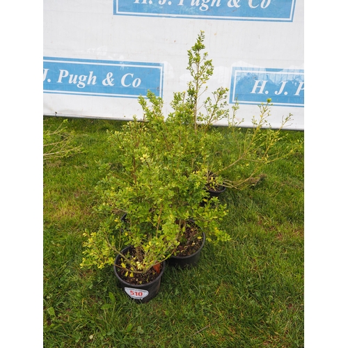 510 - Ilex Crenata - 6