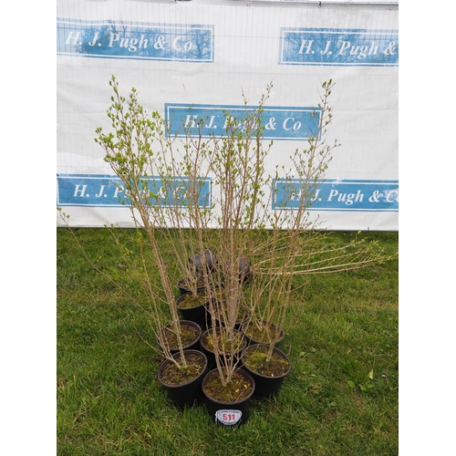 511 - Ligustrum Ovalifolium - 12