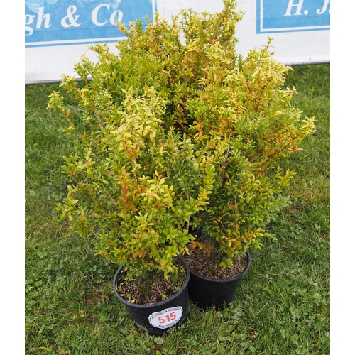 515 - Buxus Semp - 10