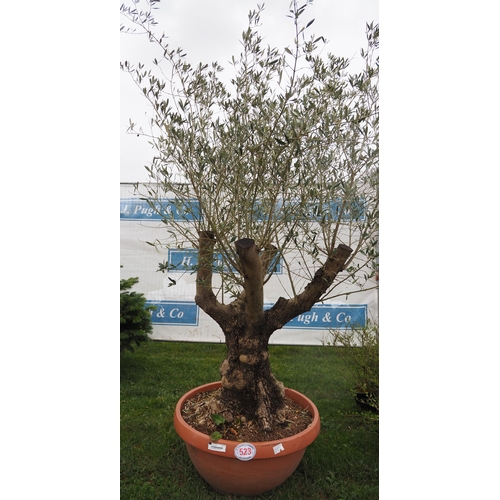 523 - Specimen Olive tree 7ft - 1