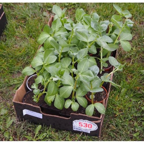 530 - Broad beans - 24