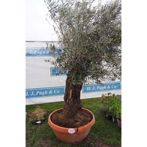 537 - Ancient Olive tree 7ft - 1