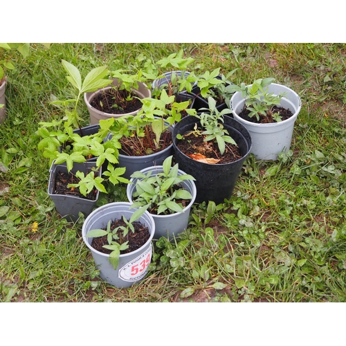 539 - Hardy Perennial Geranium - 5 + Scabiosa - 6