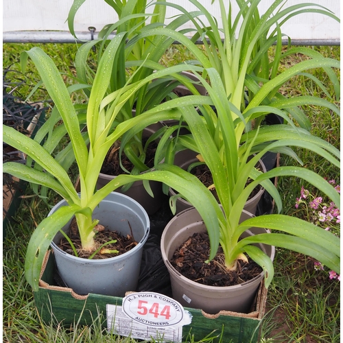 544 - Apricot Day Lilies - 6