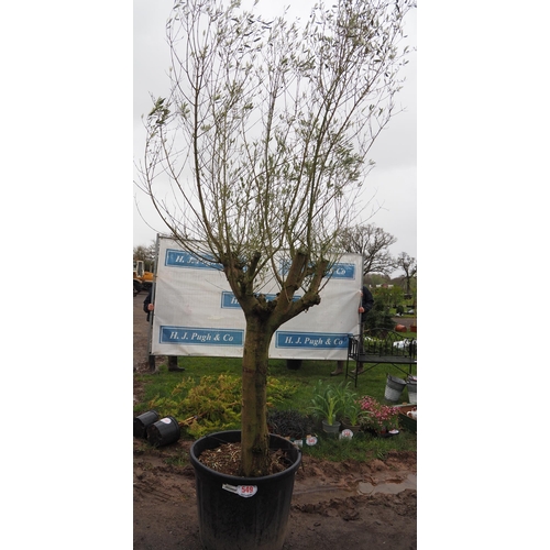 549 - Standard Olive tree 6ft - 1