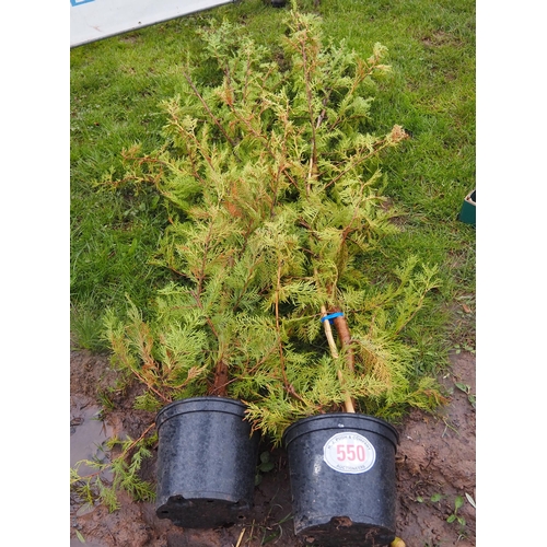 550 - Leylandii 8ft - 2