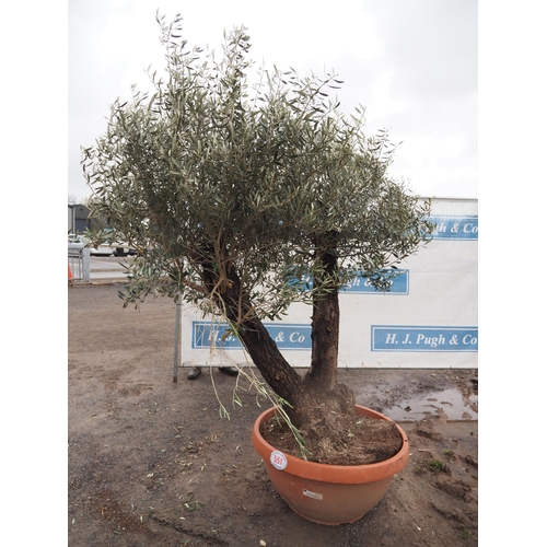 551 - Specimen Olive tree 6ft - 1