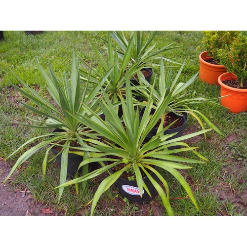 560 - Yucca - 5