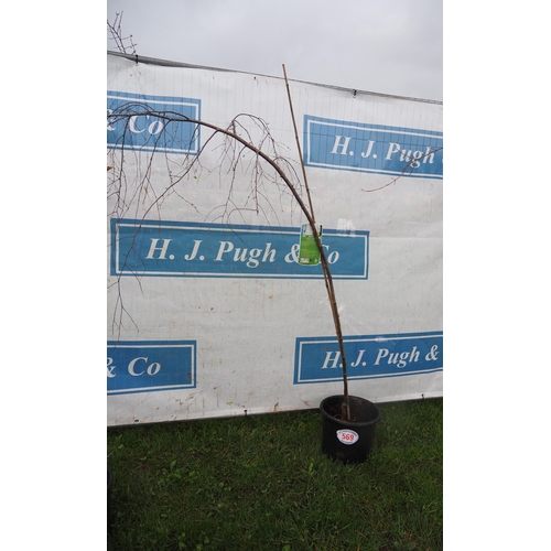 569 - Betula 4ft - 1