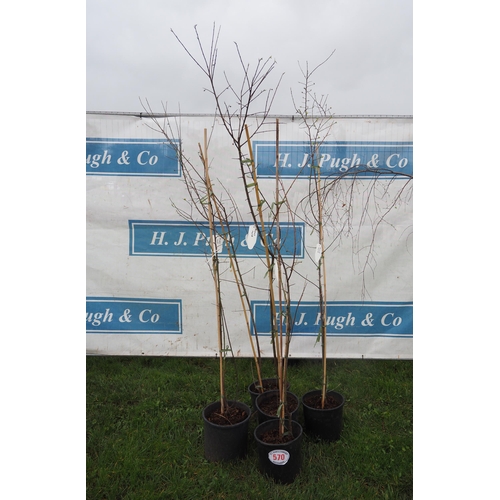 570 - Prunus 6ft - 5