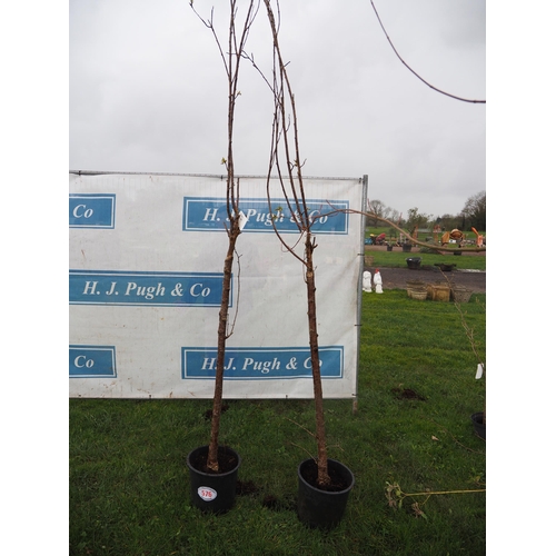 576 - Prunus 9ft - 2