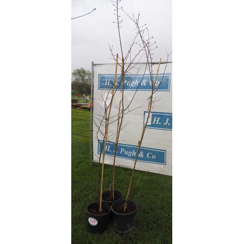 577 - Prunus 7ft - 3