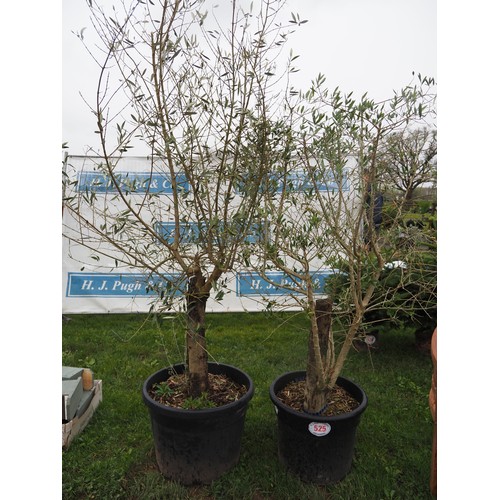 525 - Specimen Olive trees 4ft/6ft - 2