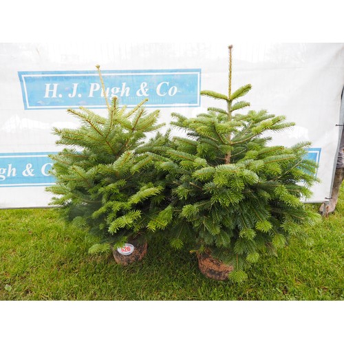 526 - Christmas trees 3ft - 2