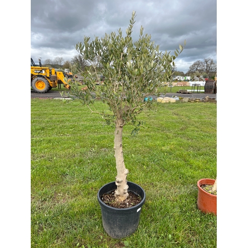 935 - Standard Olive tree 5ft - 1