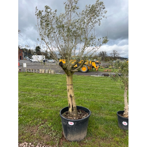 936 - Specimen Olive tree 10ft - 1