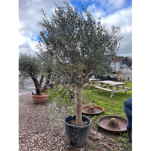 947 - Standard olive tree 10ft - 1