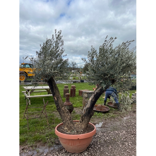 948 - Specimen olive tree 8ft - 1