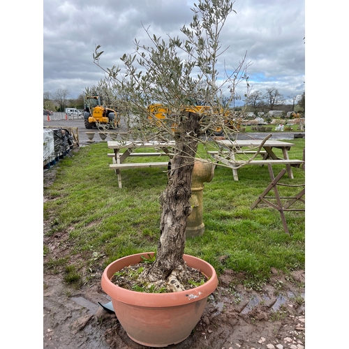 949 - Specimen olive tree 5ft - 1