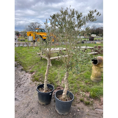 950 - Standard olive trees 6ft - 2