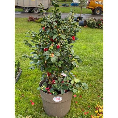 180 - Camellia in plastic pot 4ft - 1