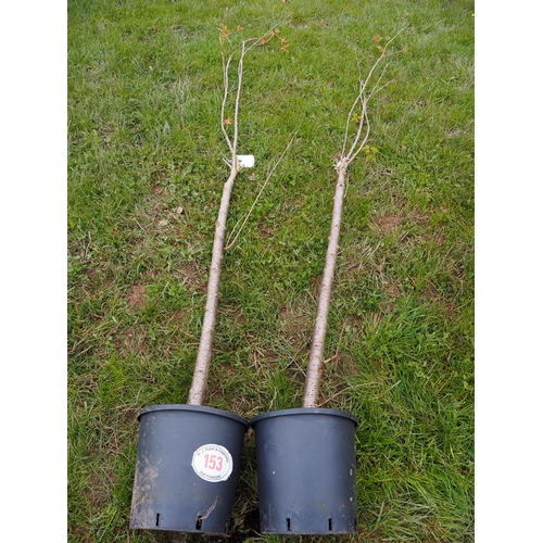 153 - Prunus 9ft - 2