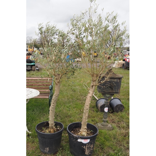 155 - Standard Olive trees - 2