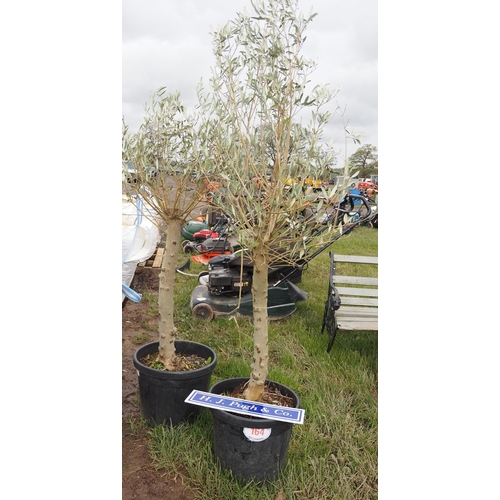 164 - Standard Olive trees 5ft - 2