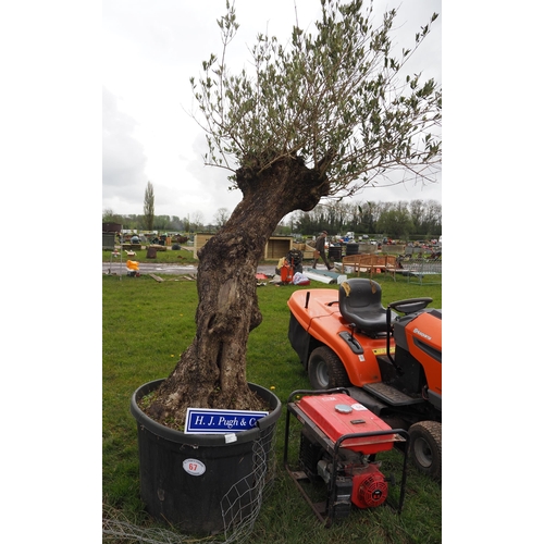 67 - Specimen Olive tree 8ft - 1