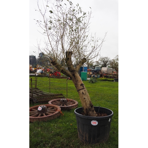 698 - Standard Olive tree 8ft