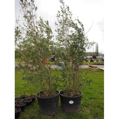 74 - Olive bush 8ft - 2