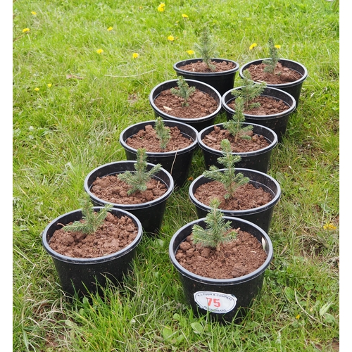 75 - Blue Spruce pot grown Christmas trees - 10