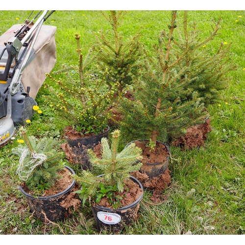 76 - Blue Spruce - 2 + Norway Spruce - 4 pot grown Christmas trees